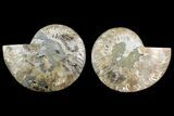 Bargain, Cut & Polished Ammonite Fossil - Madagascar #150916-1